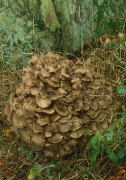 Grifola frondosaF Mushroom