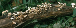 Marasmiellus ramealis