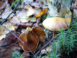 Chalciporus piperatus Mushroom