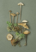 Collybia palustris Mushroom