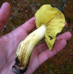 Tricholoma flavovirens2