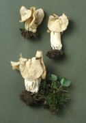 Helvella crispa2 Mushroom