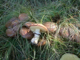 Suillus luteus 4
