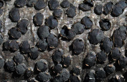 Diatrype disciformis