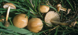 Marasmius oreades4