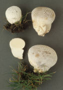 Calvatia utriformis 2 Mushroom
