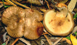 Paxillus involutus