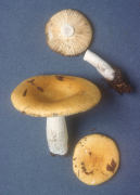 Russula claroflava2 Mushroom