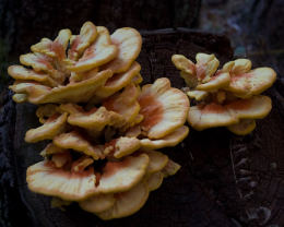 Laetiporus sulphureus   008