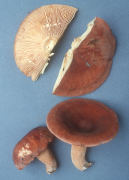 Lactarius corrugis Mushroom