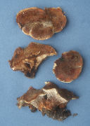 Hydnellum mirabile Mushroom