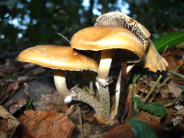 Stropharia squamosa