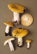 Russula claroflava3 Mushroom