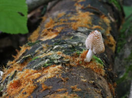 Coprinus domesticus3