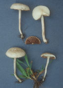 Agrocybe pediades Mushroom