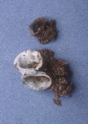 Humaria hemisphaerica Mushroom