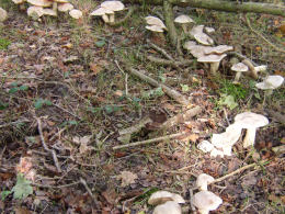 Calocybe gambosa WAS Tricholoma gambosum