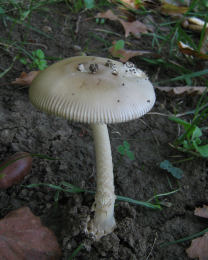 Amanita vaginata var alba014