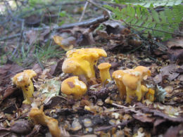 Cantharellus cibarius2