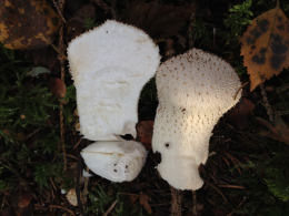 Lycoperdon perlatum