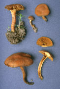 Cortinarius incognitus Mushroom