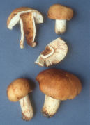 Russula laurocerasi Mushroom