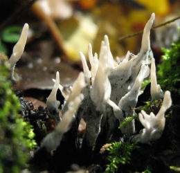 Xylaria hypoxylon2