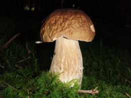 Boletus edulis7