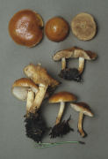 Pholiota carbonaria Mushroom
