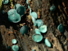 Chlorosplenium aeruginascens