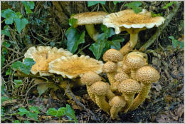 Armillaria mellea 001