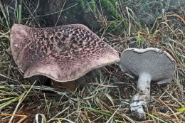 Sarcodon imbricatum3