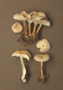 Collybia dryophila3 Mushroom
