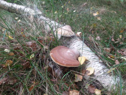 Piptoporus betulinus