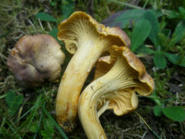 Cantharellus amethysteus GK3