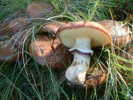 Suillus luteus 4