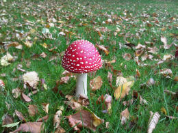 Amanita muscaria 26