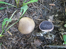 Scleroderma citrinum3