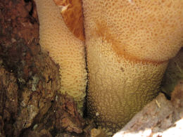 Polyporus squamosus 8