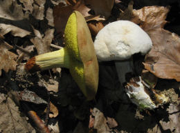 Boletus subtomentosus2