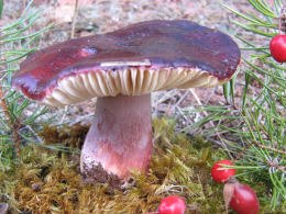 Russula sardonia7