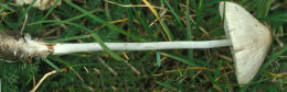 Mycena polygramma