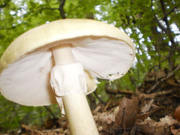 Amanita phalloides 5