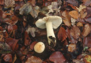 Russula fellea F Mushroom