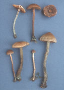 Inocybe calamistrata2 Mushroom