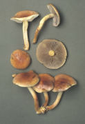 Hypholoma sublateritium2 Mushroom