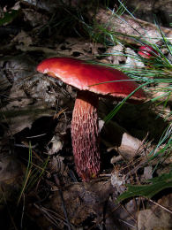 Boletus frostii2