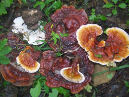 Ganoderma lucidum2