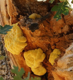 Laetiporus sulphureus   008