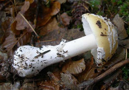 Amanita gemmata 3
